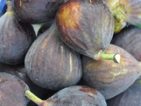 Fig, Chicago Hardy