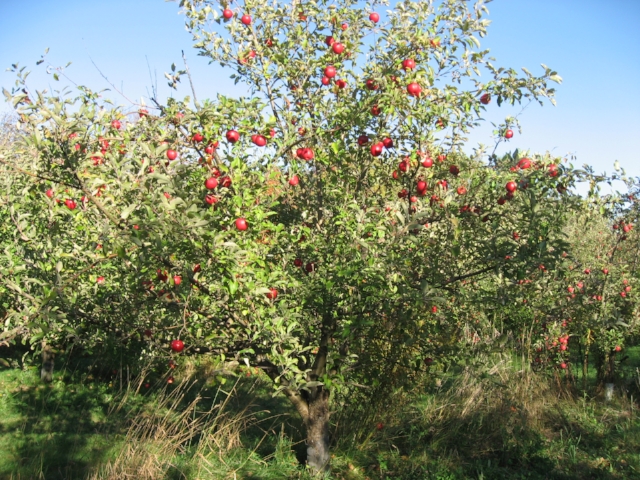 Apple, Frostbite