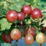 Gooseberry, Pixwell