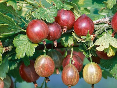 Gooseberry, Pixwell