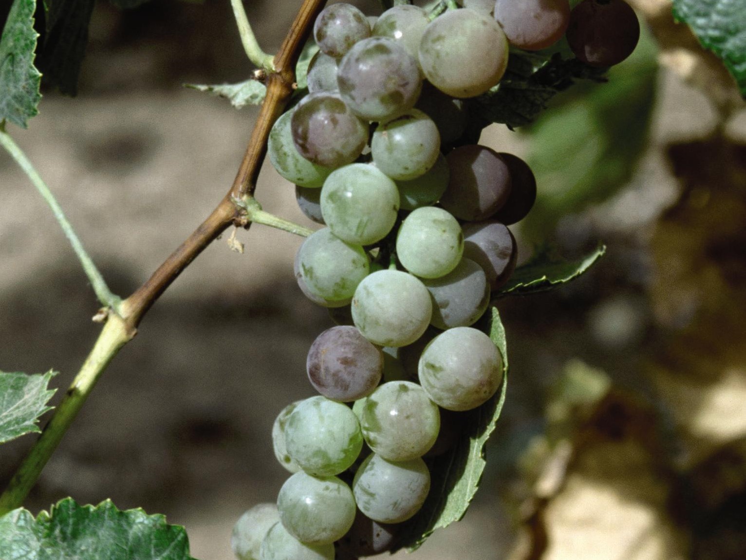 Grape, Himrod