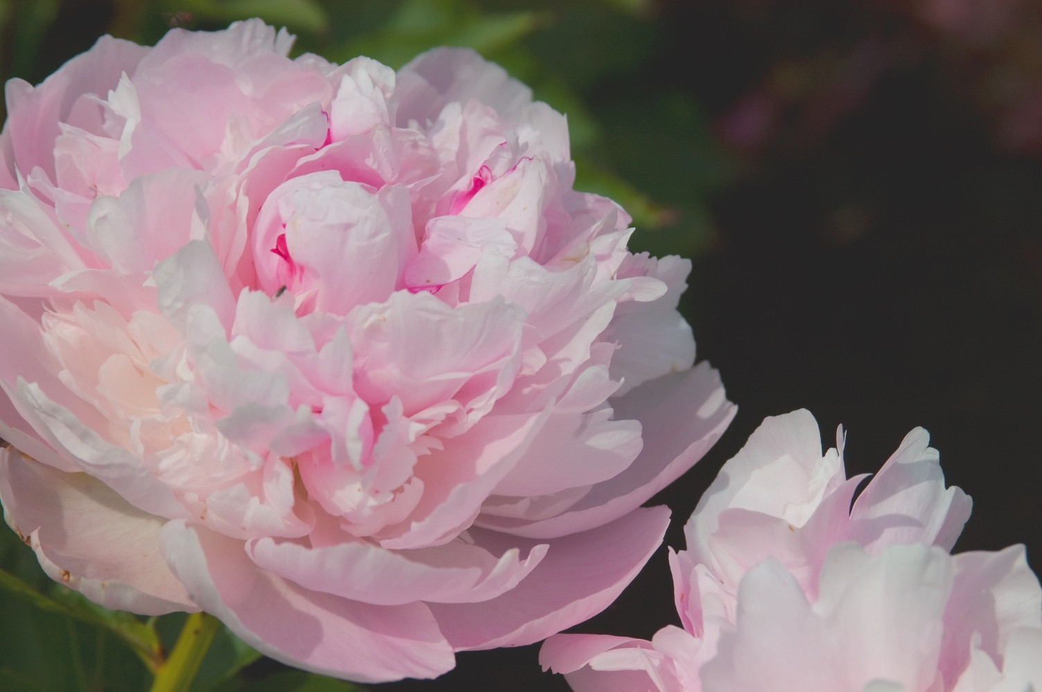 Peony, James Mann