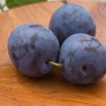 Plum, Mount Royal