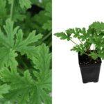Geranium, Citronella