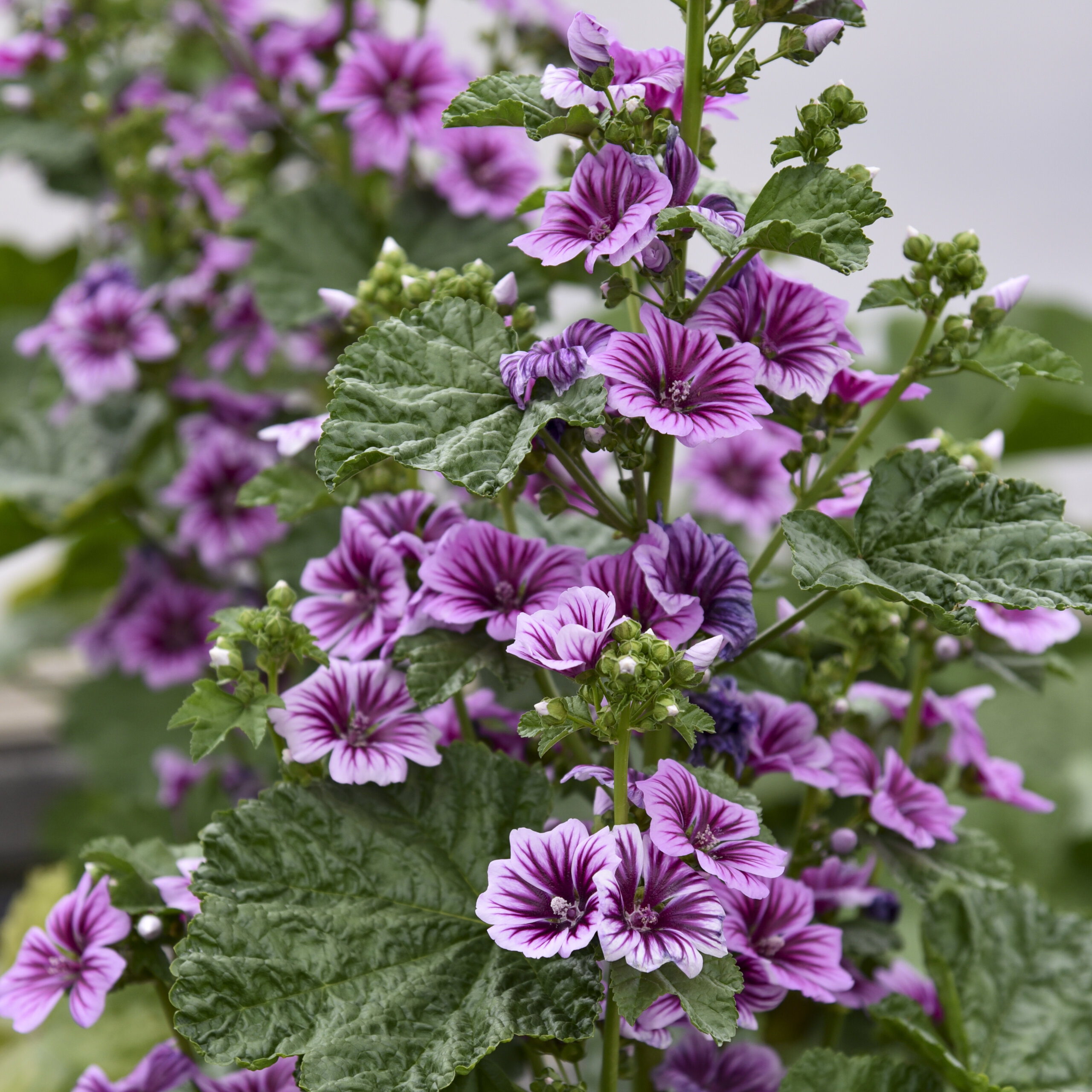Zebra Mallow