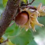 Hazelnut, American