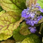 Ajuga, Parrot Paradise