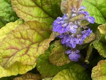 Ajuga, Parrot Paradise