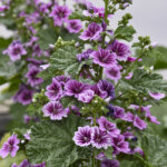 Zebra Mallow