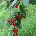 Cherry, Semi Dwarf Sweet Cherry Pie