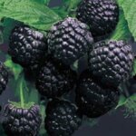 Raspberry, Cumberland