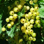 Currant, White Imperial