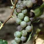 Grape, Himrod