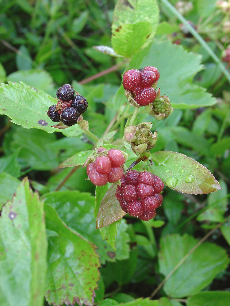 Dewberry, Bristly