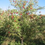 Apple, Frostbite