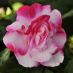 Impatiens, Fiesta Sparkler Cherry