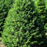 Douglasfir
