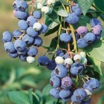 Blueberry, Northland