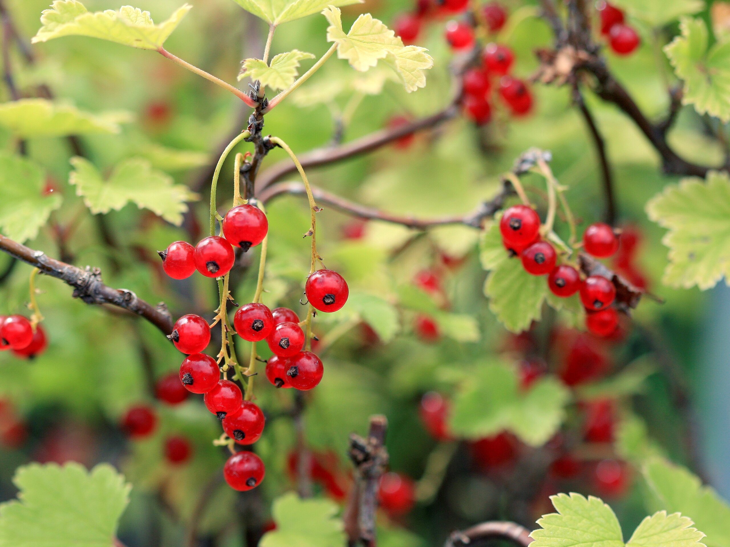Currant, Red Lake