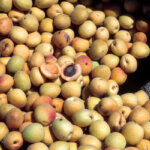 Apricot, Brookcot