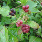 Dewberry, Bristly
