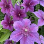 Clematis, Adam's Courage