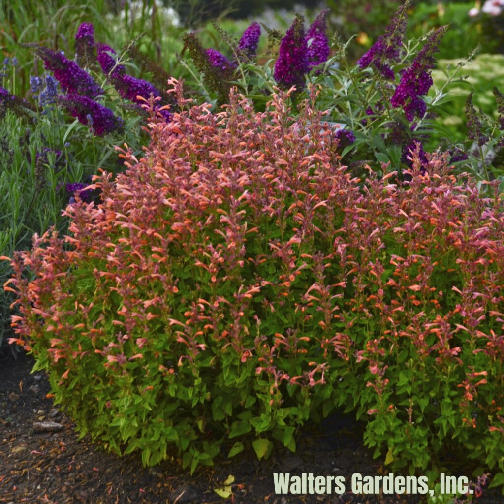 Agastache, Mango Tango