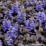 Ajuga, Black Scallop