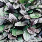 Ajuga, Bronze Beauty