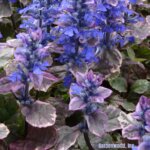 Ajuga, Burgundy Glow