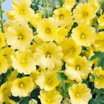 Hollyhock, Sunshine