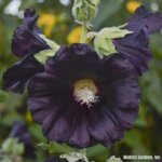 Hollyhock, Blacknight