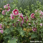 Hollyhock, Queeny Purple