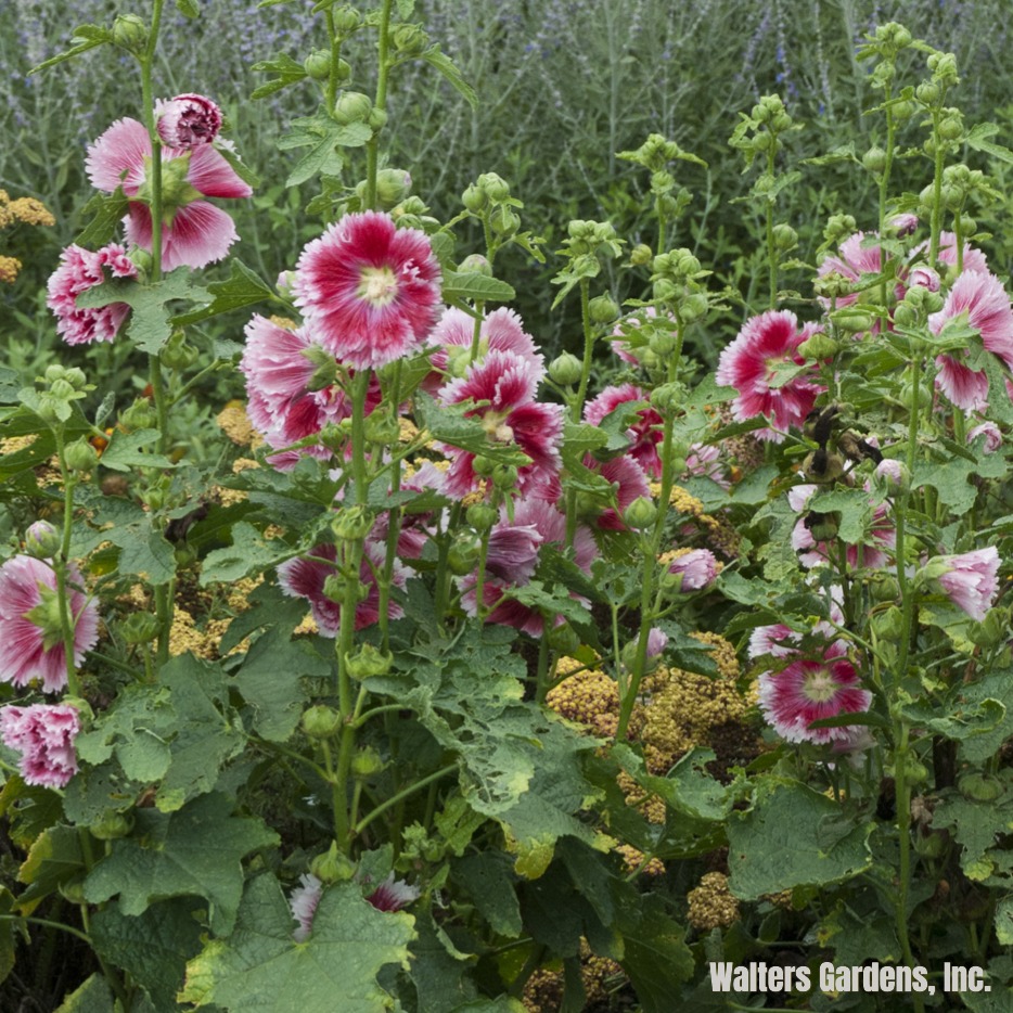 Hollyhock, Queeny Purple