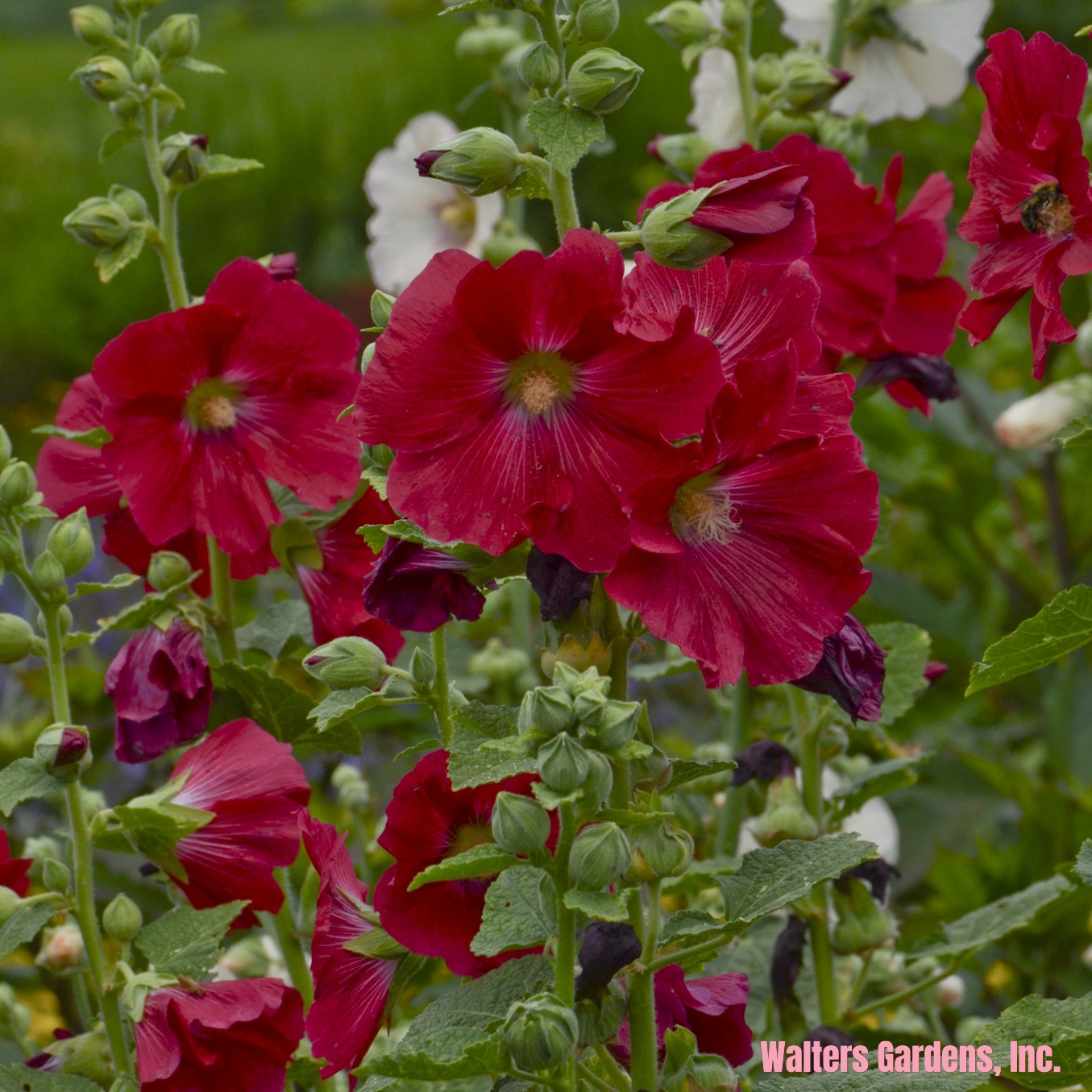 Hollyhock, Mars Magic