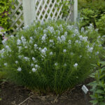 Amsonia, Blue Star