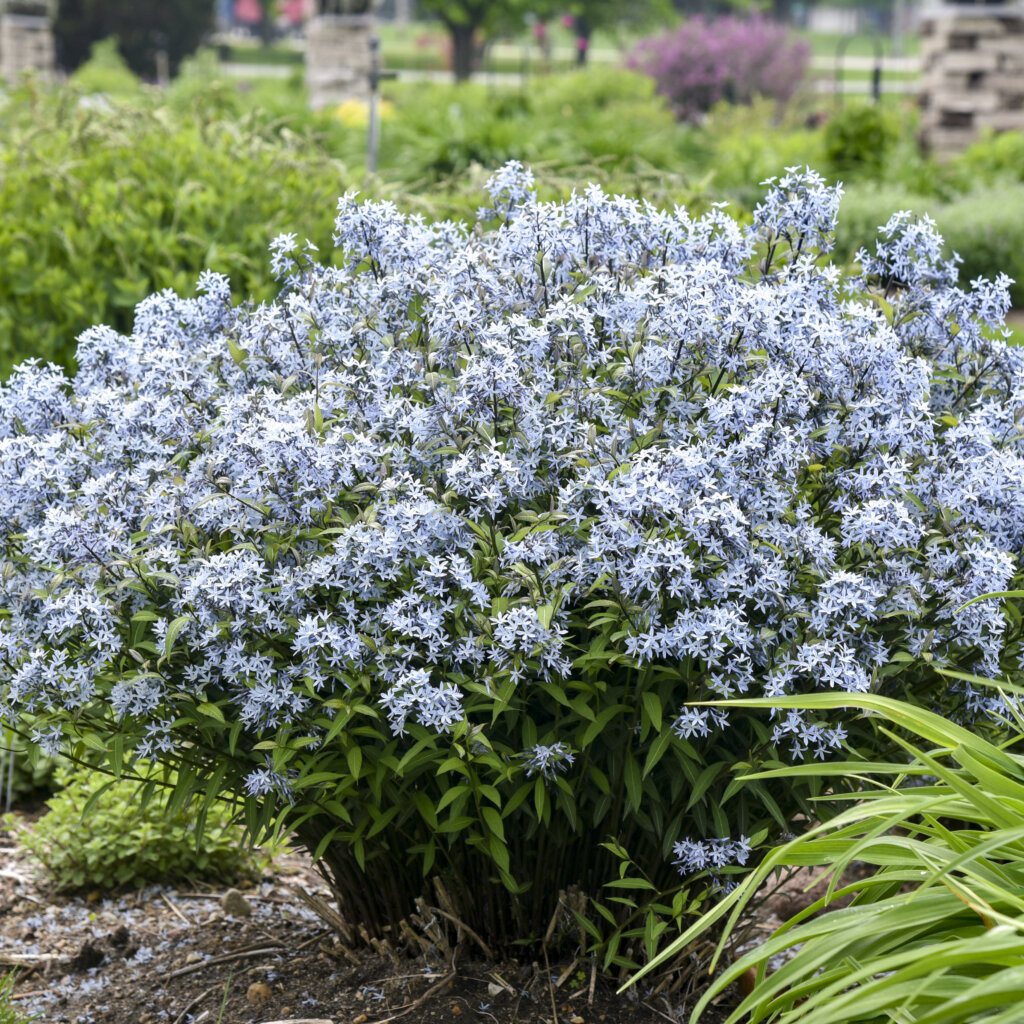 Amsonia, Storm Cloud