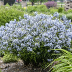 Amsonia, Storm Cloud