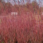Grass, Big Bluestem Red October