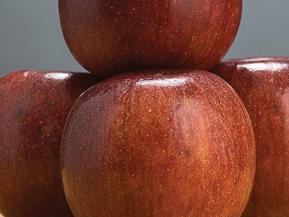 Apple, Semi Dwarf Winecrisp