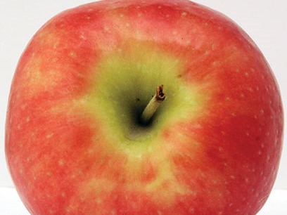 Apple, Semi Dwarf Freedom