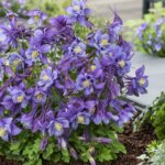 Columbine, Purple Blue