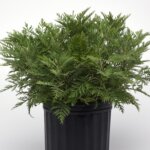 Artemesia, SunFern Arcadia