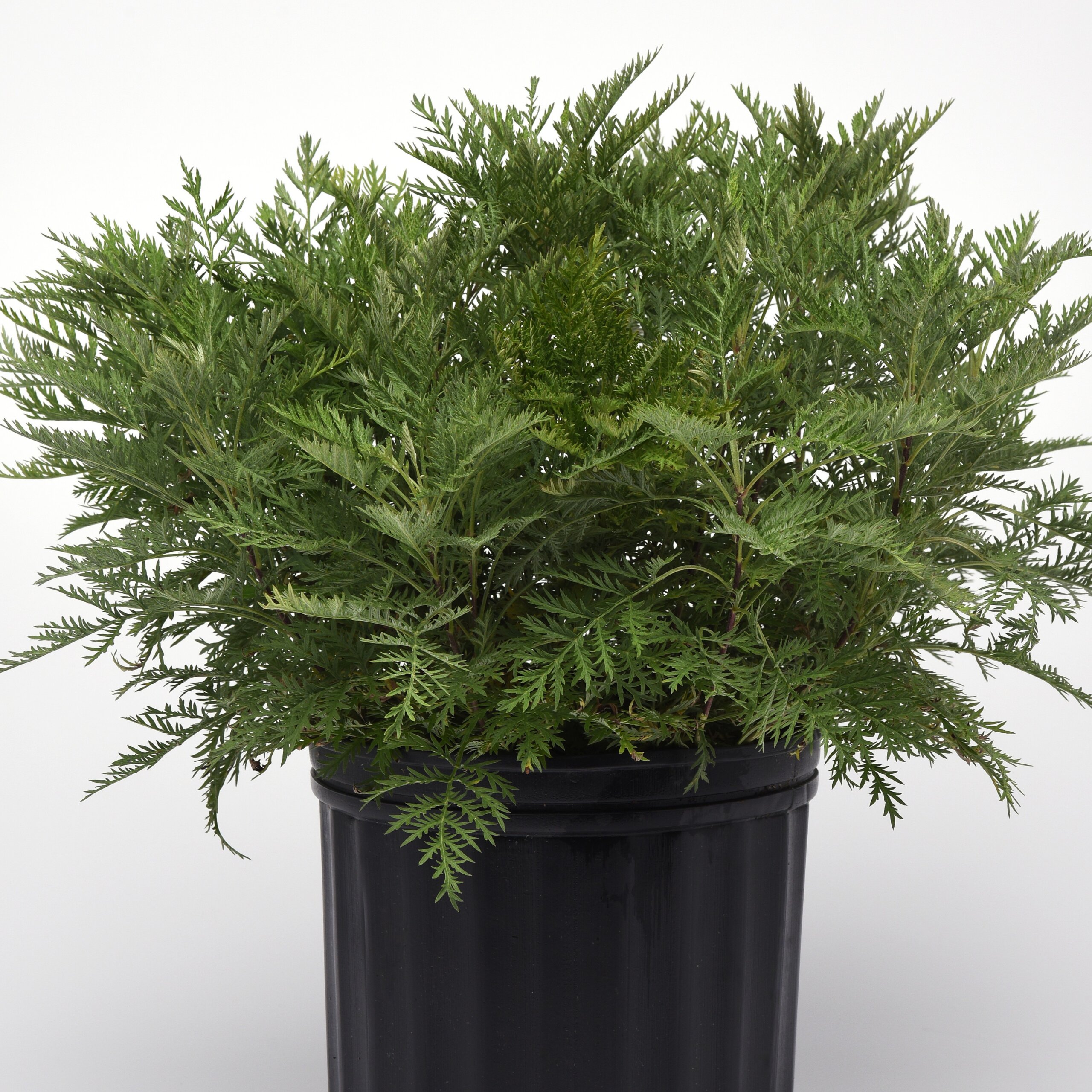 Artemesia, SunFern Arcadia