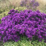 Aster, Purple Dome