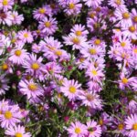 Aster, Wood's Pink