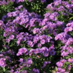 Aster, Wood's Purple