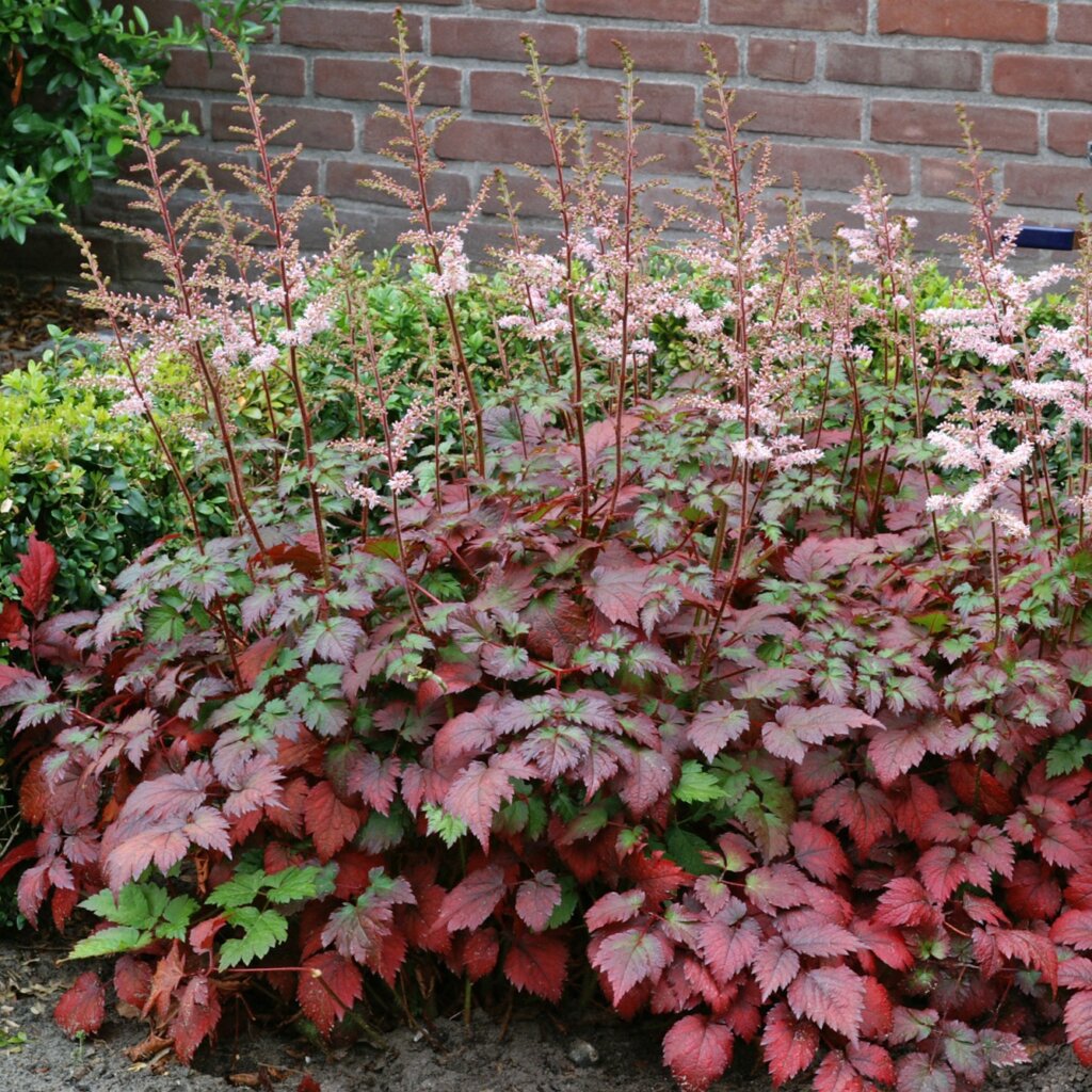 Astilbe, Color Flash