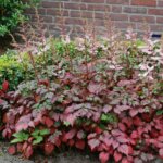 Astilbe, Color Flash