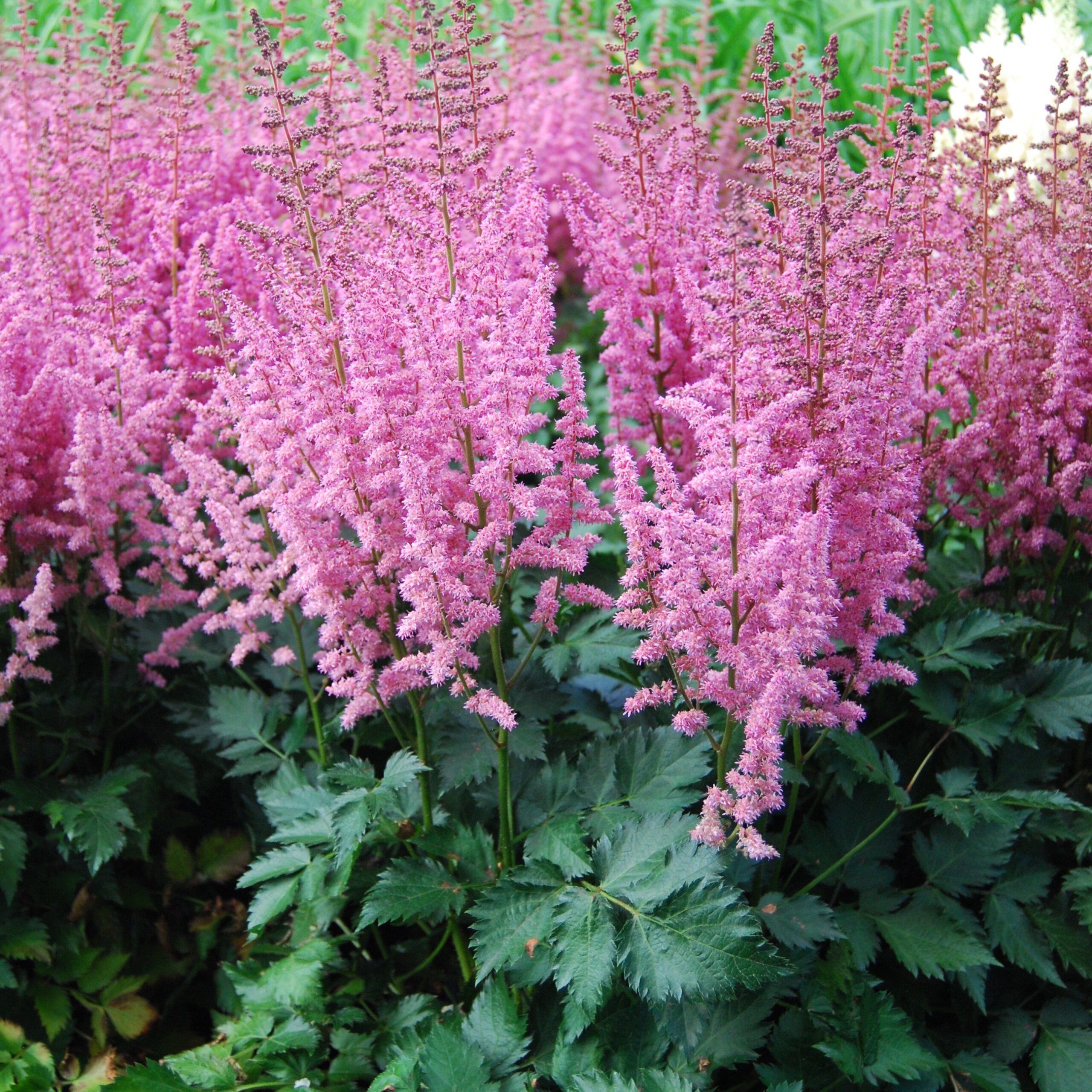 Astilbe, Vision in Pink